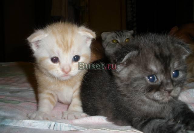 Шотландские котята Уфа