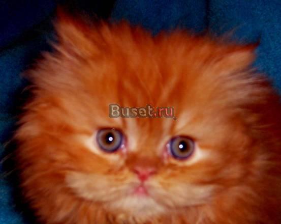 Кошечка и котик ярко-рыжие 1,5 мес Санкт-Петербург