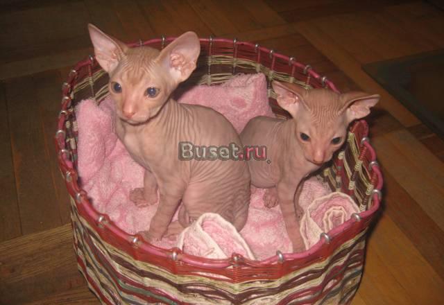 Котята, Донской Сфинкс Санкт-Петербург