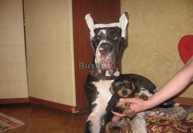 Ланселот из Камелота ищет своего Короля Москва