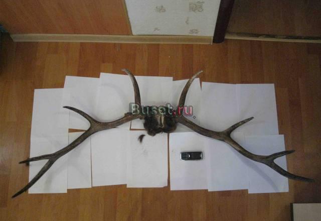 Рога оленя Москва