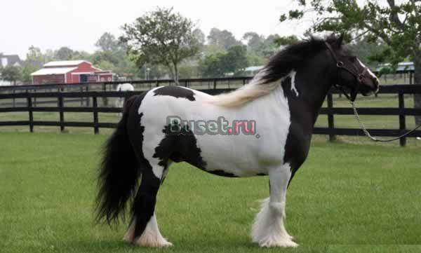 Цыганский Ваннер, 2004г.р., 156см./холке Новосибирск