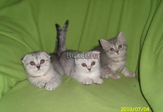 Котята Скоттиш-фолд Новосибирск