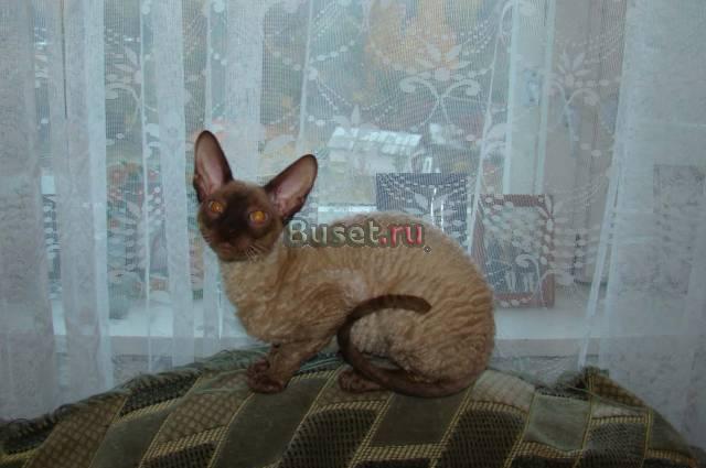Котенок корниш рекс шоколадный Брянск