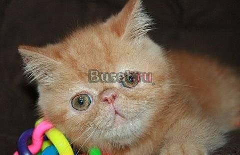 Экзотические плюшевые котята Москва