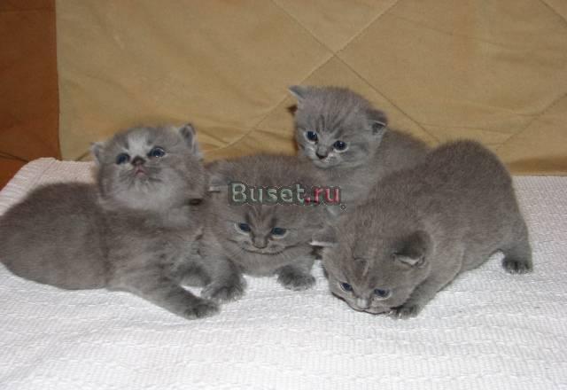 Котята шотландцы страйт голубые. Продаю Химки