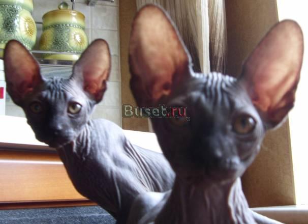 Черные  котята  3 мес Москва