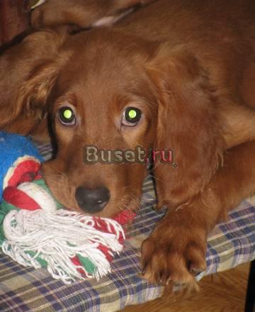 Ирландского сеттера щенки от рабочих родителей Москва