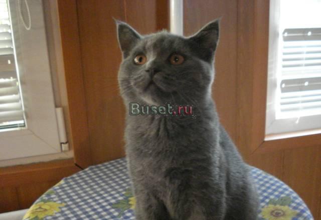 Котёнок британской породы Москва