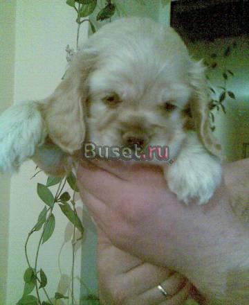 Щенки америк. кокер-спаниеля, 1.5м, док-ты РКФ Москва