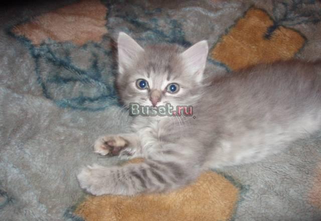 Котята Санкт-Петербург