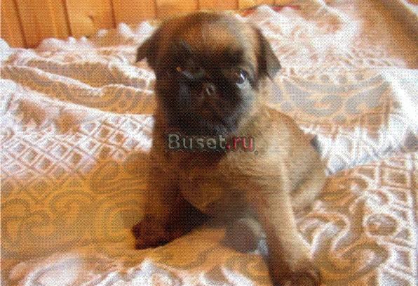 Щенки Брюссельского Гриффона Москва