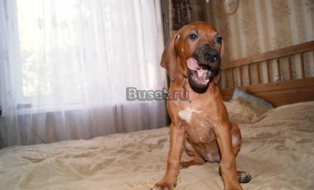 Щенки Родезийского Риджбека (возможна рассрочка) Москва