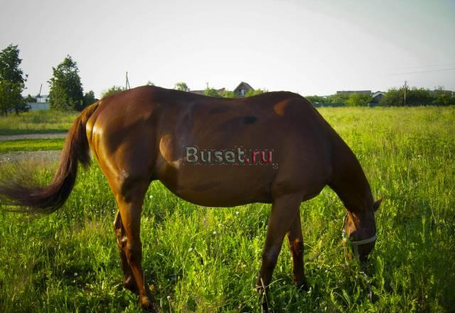 Дом в деревне 35 км от МКАД Москва