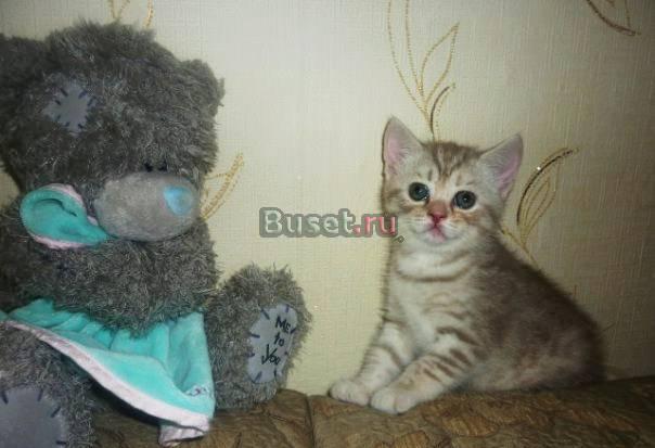 Продается шотландский котенок Самара