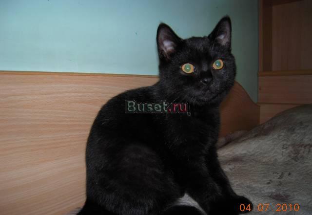 Чёрный британский котёнок Санкт-Петербург