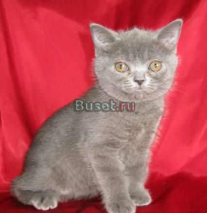 Продам кошечку скоттиш страйт Москва