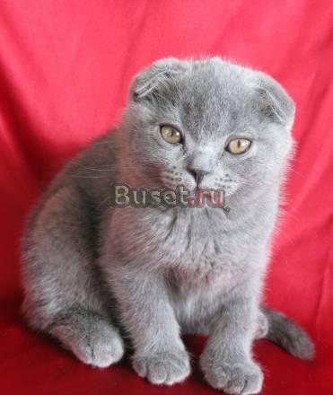 Продам котенка скоттиш фолд Москва
