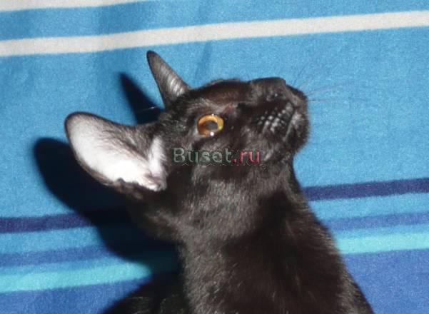 Продается Петербургский сфинкс (вариация) Санкт-Петербург