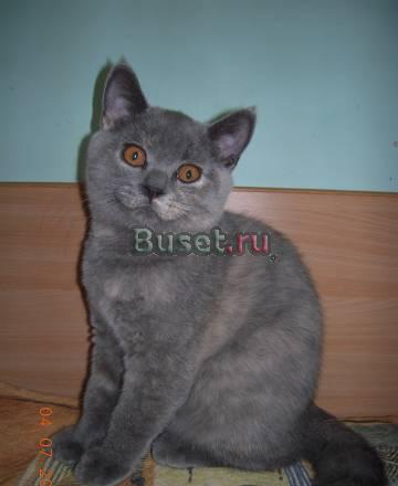 Британские котята Санкт-Петербург