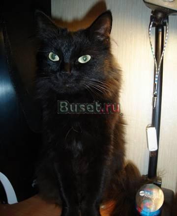 Симпатичная Кошка Санкт-Петербург