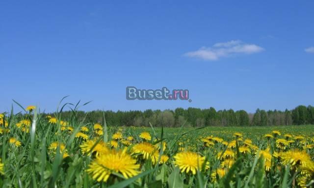 Участок у леса, сосны и ели, Чеховский р-н Москва