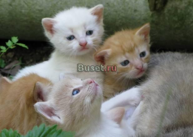 Малыши-котята 1 мес. в дар. в добрые руки Москва