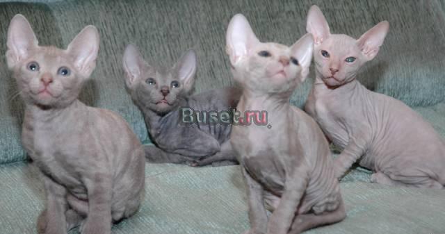 Котята петербургских сфинксов Рязань