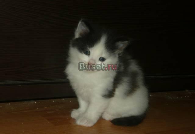 Котенок в добрые руки Уфа