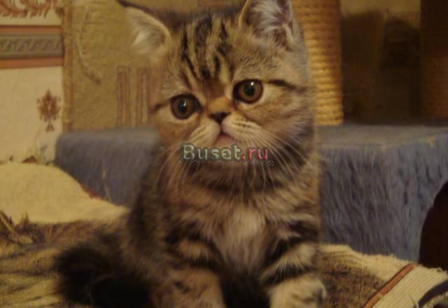Котик 2мес.- короткошерстный перс-экзот Москва