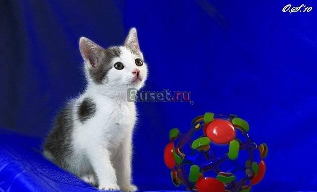 Котёнок мальчик, 1,5 мес., в дар Москва
