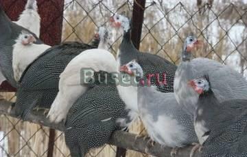 Цесарки белогрудые, голубые, белые  Выселки