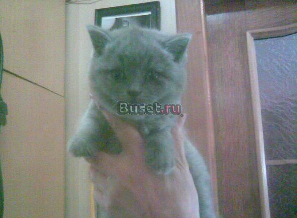 Британские и штландские вислоухие  котята Ярославль