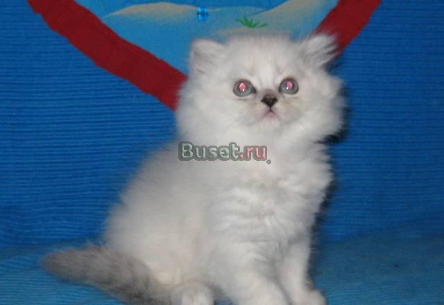 Британские котята длинношерстные (хайландер) окрас Санкт-Петербург