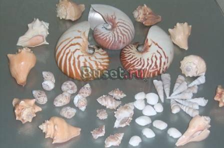 МОРСКИЕ и ОКЕАНИЧЕСКИЕ РАКОВИНЫ, РАКУШКИ  Санкт-Петербург