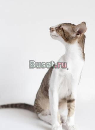 Ориентальный котенок биколор отличного типа Москва