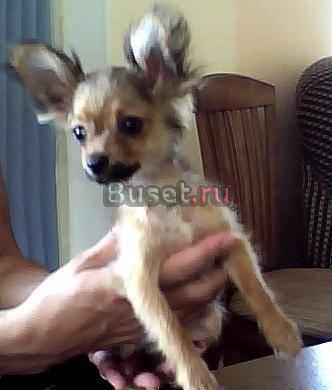 Мини тойчик ищет своего хозяина Москва