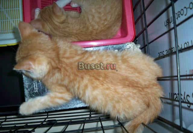 Рыженькая тигристая котенок-девочка 3 мес Москва