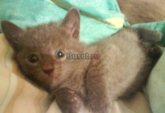 Кошечки Екатеринбург