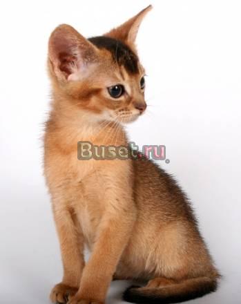 Абиссинские супер котята Москва