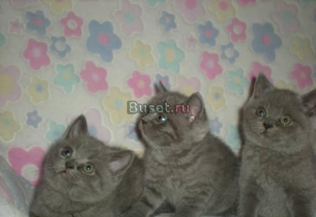 Котята британские Екатеринбург