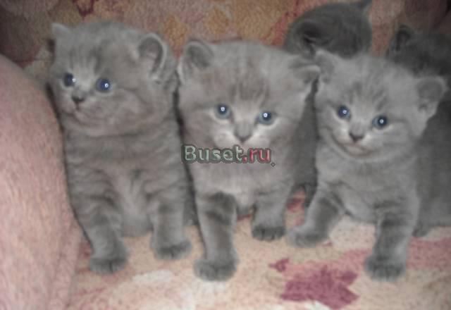 Британские котята Новосибирск