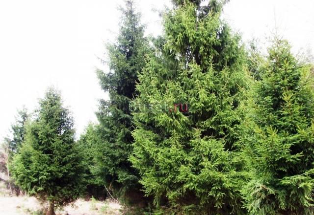 Земля 6 соток, 20 тыс рублей за сотку Москва