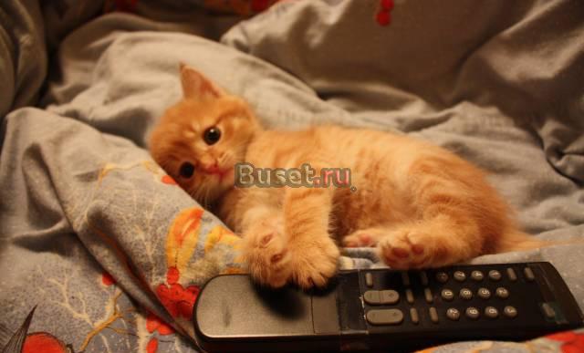 Рыжий котенок Екатеринбург