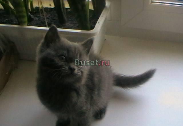 Отдам шотландских котят Челябинск