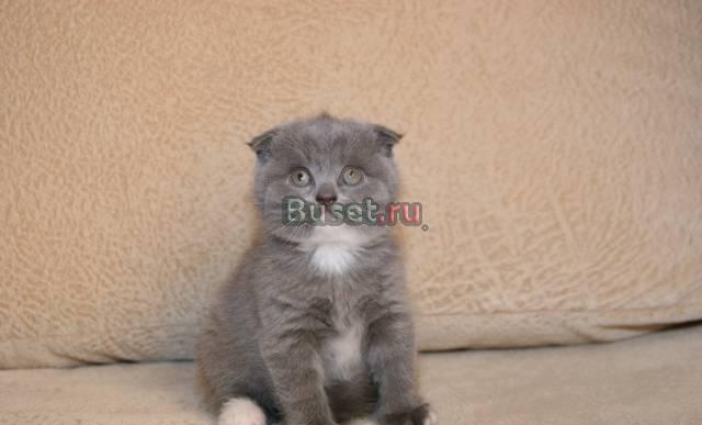 Шотландские вислоухие котята Москва