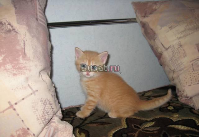Котята вислоухой кошки Москва