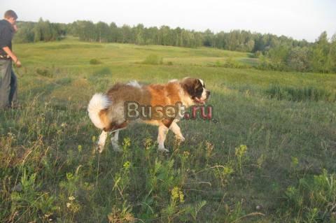 Сенбернар Шварцевский