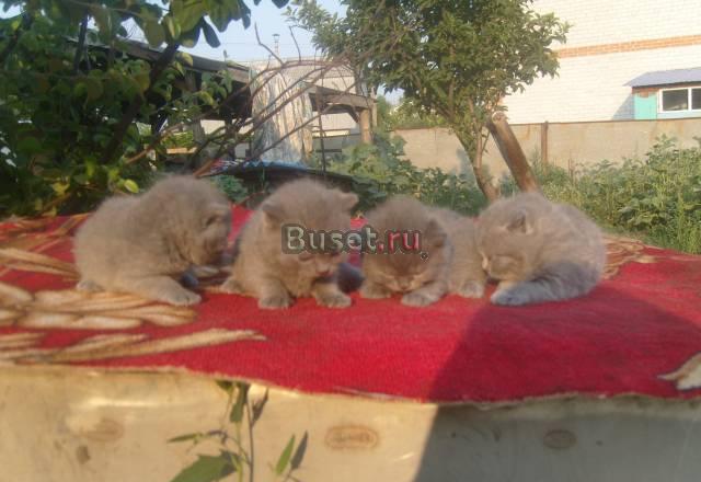Котята шотландской страйт Воронеж
