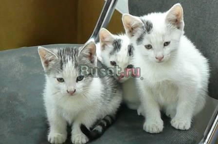 Кошечки и котик Москва
